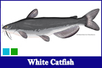 White Catfish