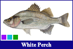 White Perch