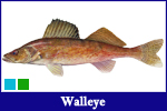 Walleye