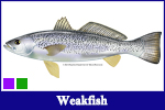 Weakfish