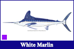 White Marlin