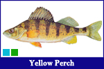 Yellow Perch