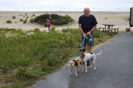 Dogs on the beach