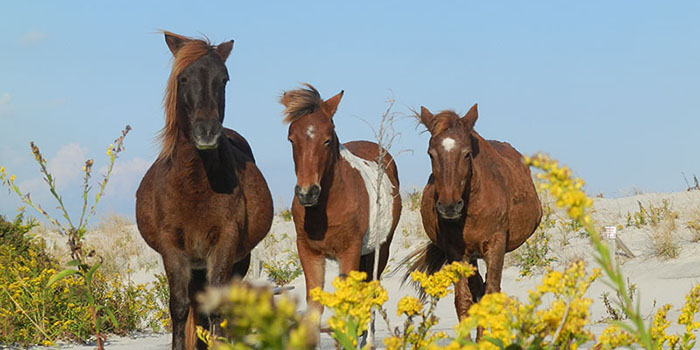 3 wild horses by the beach