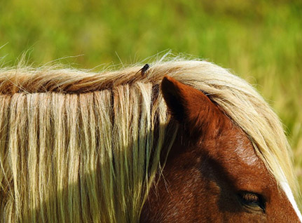 horse with fly