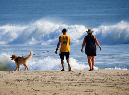 Dog on beach