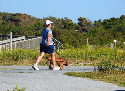 Dog on leash