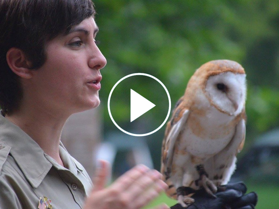 Bird handler with an owl