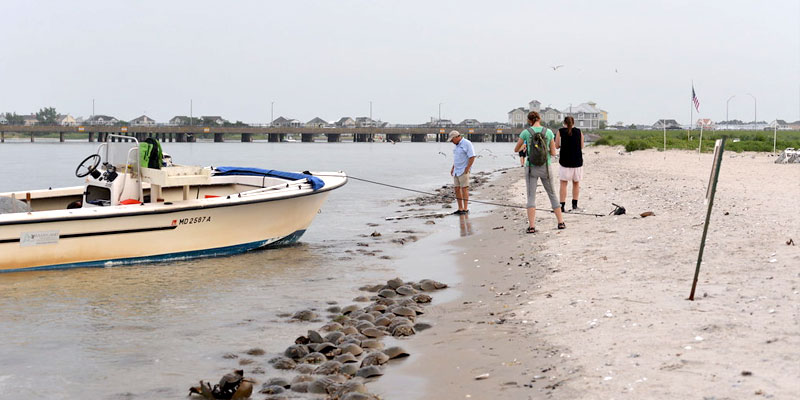 Annual Horseshoe Crab Migration Returning to Maryland