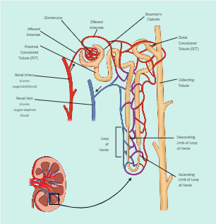 Nephron Labeled