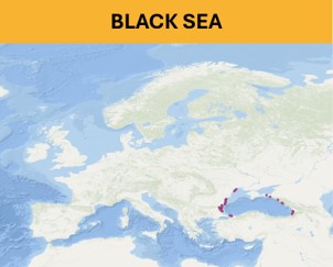 Black Sea - Beach litter aggregated datasets