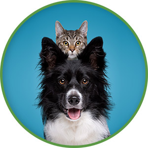 bea-ico.jpg (border collie dog portrait with a hiding cat behind)