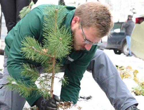 New life for the golden pine: The symbol of Zlatibor is growing agai