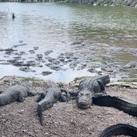 Photo taken at Everglades Alligator Farm by Wings G. on 6/21/2024