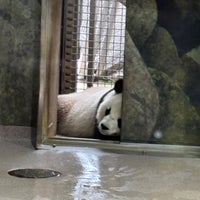 1/19/2025 tarihinde Jerryziyaretçi tarafından Giant Panda House'de çekilen fotoğraf