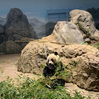 11/6/2023 tarihinde Wu-Ning H.ziyaretçi tarafından Giant Panda House'de çekilen fotoğraf