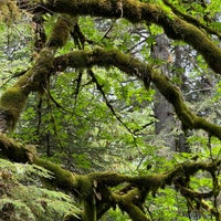 Photo taken at Olympic National Park by Noura . on 5/29/2024