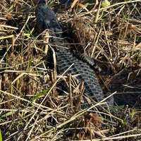 Photo prise au Anhinga Trail par Vito C. le12/22/2024