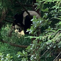 7/9/2023 tarihinde Steve M.ziyaretçi tarafından Giant Panda House'de çekilen fotoğraf