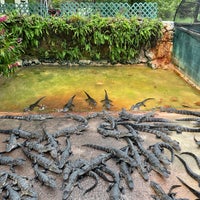 Photo taken at Everglades Alligator Farm by Dmitry K. on 8/3/2021