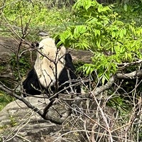 4/8/2023 tarihinde Arjun R.ziyaretçi tarafından Giant Panda House'de çekilen fotoğraf