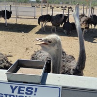 Photo taken at Rooster Cogburn Ostrich Ranch by Samantha B. on 9/13/2024