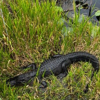 Photo prise au Anhinga Trail par Ivan L. le1/14/2024