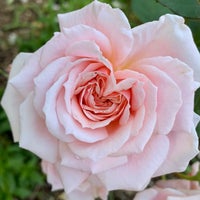 5/14/2023にRobHがKathrine Dulin Folger Rose Gardenで撮った写真