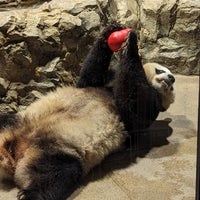 7/25/2023 tarihinde Steve F.ziyaretçi tarafından Giant Panda House'de çekilen fotoğraf