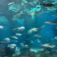 รูปภาพถ่ายที่ Aquàrium de Barcelona โดย Apostolos T. เมื่อ 12/24/2024