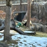 1/30/2025에 Laura W.님이 Giant Panda House에서 찍은 사진