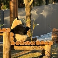 1/30/2025에 Laura W.님이 Giant Panda House에서 찍은 사진