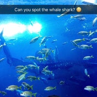 Foto tirada no(a) Georgia Aquarium por Veena S. em 10/2/2016