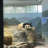 2/25/2023 tarihinde HPY48ziyaretçi tarafından Giant Panda House'de çekilen fotoğraf