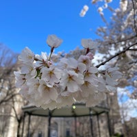 Foto scattata a Sakura Park da Nate F. il 4/6/2024