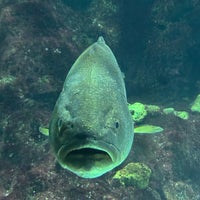 รูปภาพถ่ายที่ Aquàrium de Barcelona โดย Markus Y. เมื่อ 12/8/2024