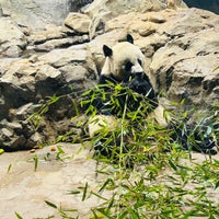 4/17/2023 tarihinde Alan J.ziyaretçi tarafından Giant Panda House'de çekilen fotoğraf