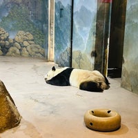 4/17/2023 tarihinde Alan J.ziyaretçi tarafından Giant Panda House'de çekilen fotoğraf