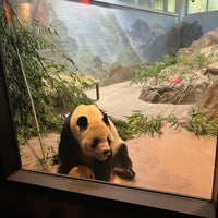 10/8/2023 tarihinde O!ziyaretçi tarafından Giant Panda House'de çekilen fotoğraf