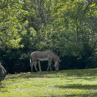 9/8/2024にCがZoo Miamiで撮った写真