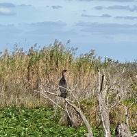 Photo prise au Anhinga Trail par Sameer U. le11/21/2024