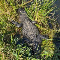 Photo prise au Anhinga Trail par Sameer U. le11/21/2024