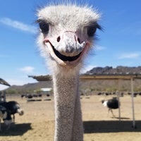 Photo taken at Rooster Cogburn Ostrich Ranch by Erik E. on 4/6/2021