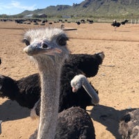 Photo taken at Rooster Cogburn Ostrich Ranch by Stephanie S. on 1/25/2020