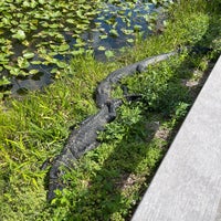 Photo prise au Anhinga Trail par Gee P. le3/10/2023