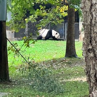 10/14/2023 tarihinde Gziyaretçi tarafından Giant Panda House'de çekilen fotoğraf