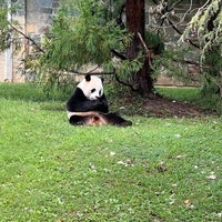 9/12/2023 tarihinde Jessica L.ziyaretçi tarafından Giant Panda House'de çekilen fotoğraf