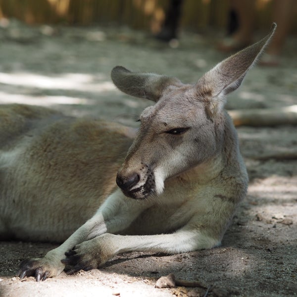 You can play with kangaroos!