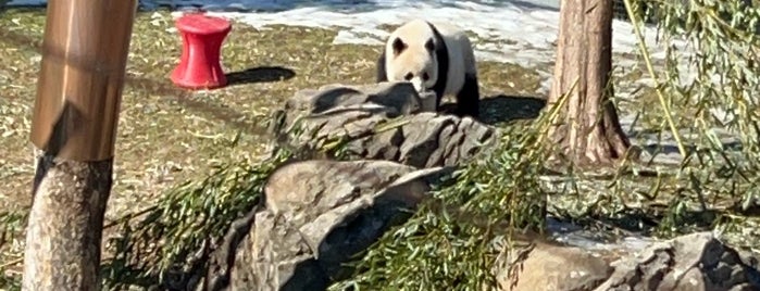 Giant Panda House is one of A Day in D.C..