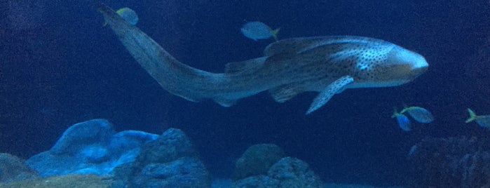 Shedd Aquarium is one of Maurice’s Liked Places.